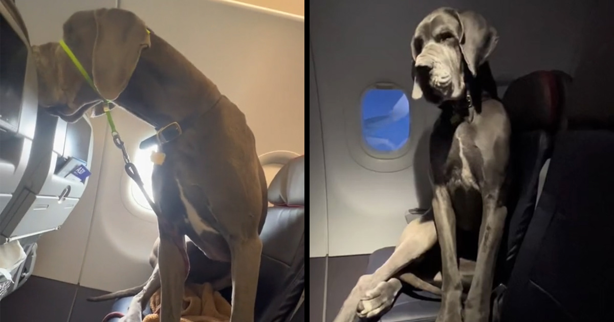Le maître d’une chienne doit réserver trois places sur un vol pour que son dogue allemand puisse voyager à ses côtés