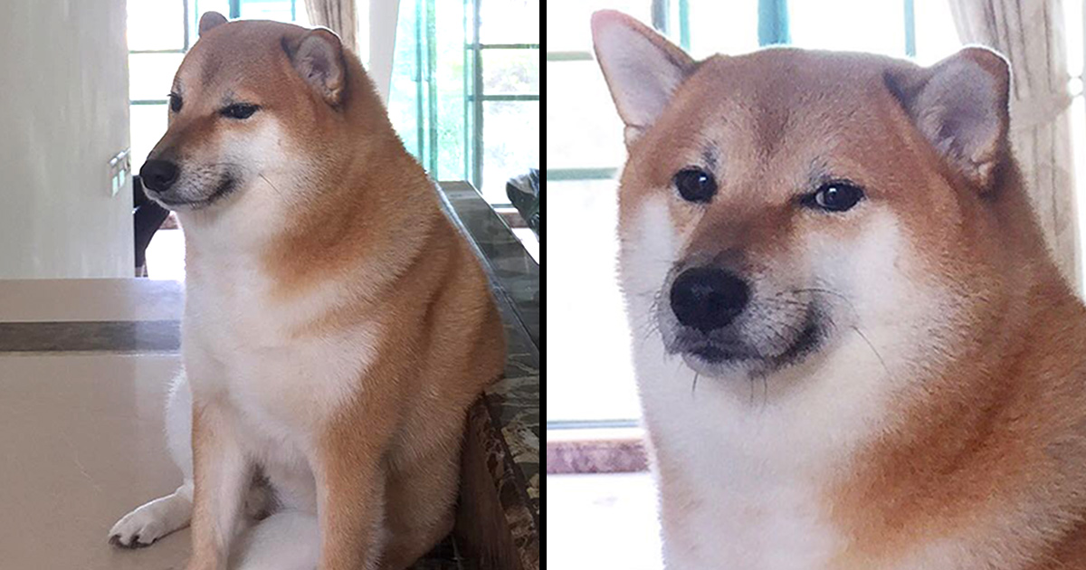Le célèbre chien du mème viral « Doge » est décédé