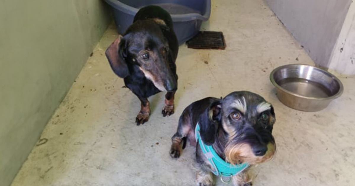 Deux chiens enfermés dans une cage sous une chaleur torride sauvés par de bons samaritains