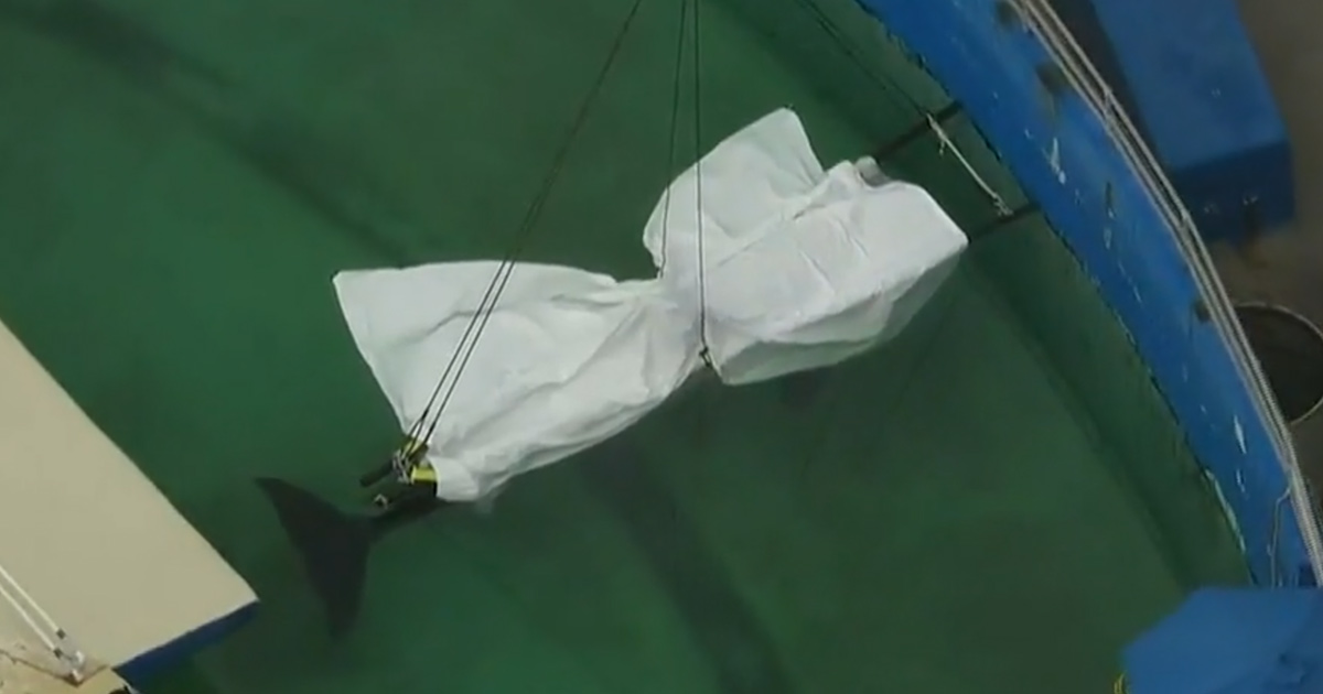 Voici le moment déchirant où l’orque Lolita est retirée de son aquarium après sa mort