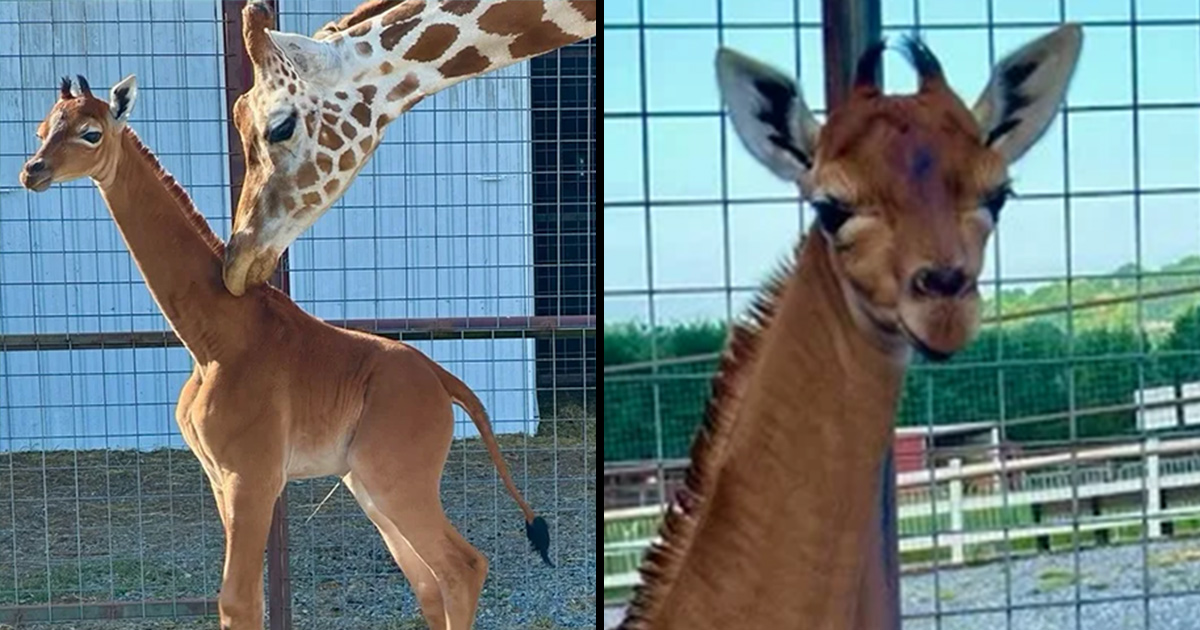 Un zoo du Tennessee est heureux de présenter une girafe unique, née sans taches le 31 juillet dernier.