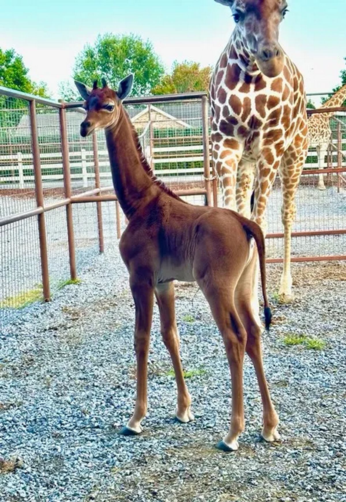 Le bébé girafe est un cas particulier, car les experts pensent qu'il s'agit de la seule girafe réticulée sans taches au monde.