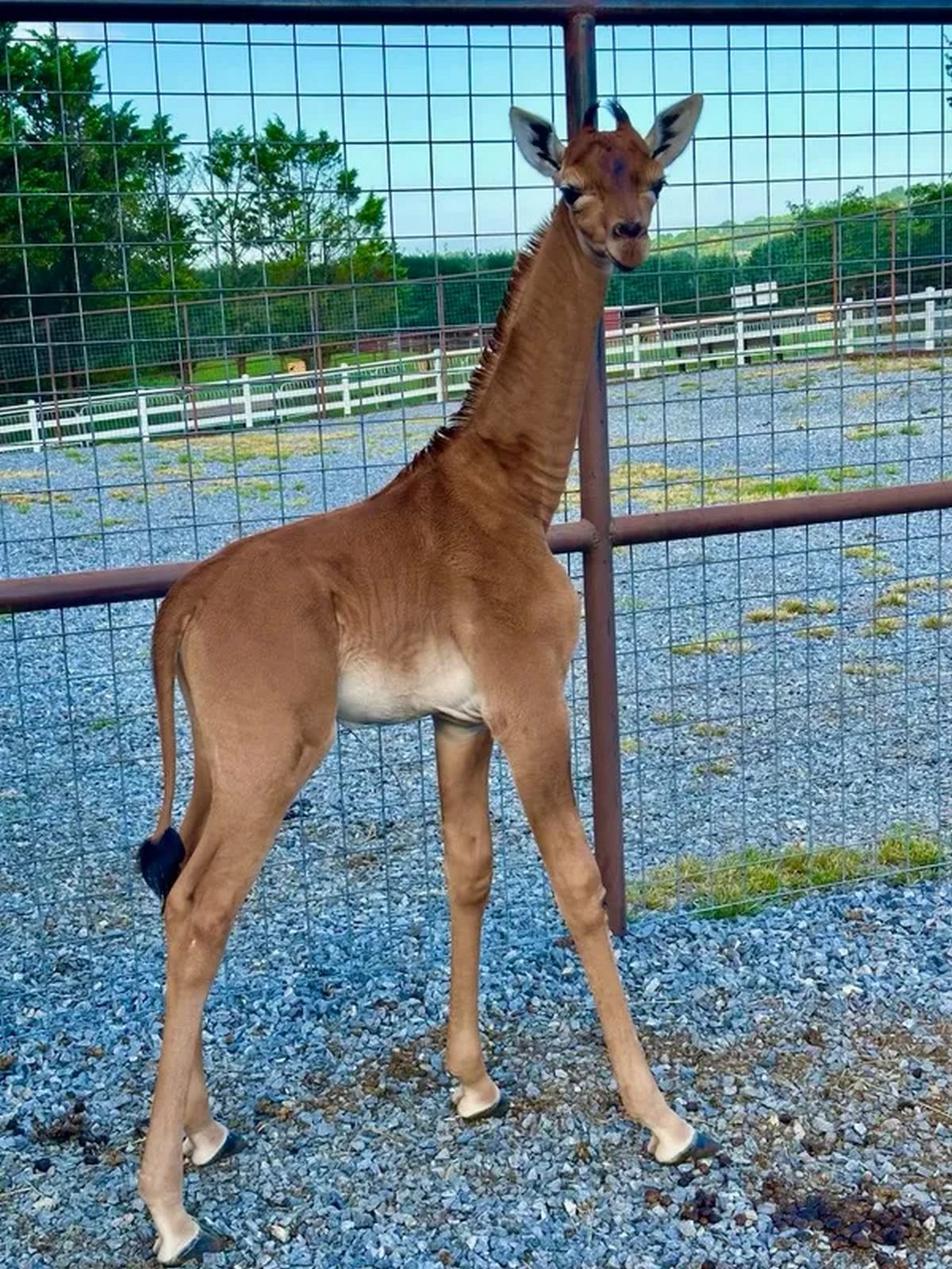 Les visiteurs peuvent désormais observer la girafe sans taches et participer à un concours de nom au zoo.