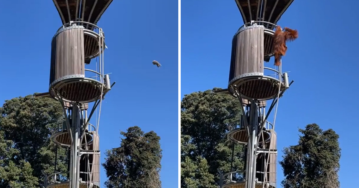 Un orang-outan lance un opossum hors de son enclos dans un zoo