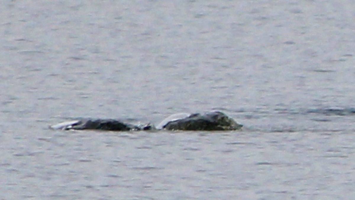 Les clichés, pris par Chie Kelly en 2018, montrent une créature à la surface du Loch Ness qui ressemble à un serpent. Kelly les a gardés secrets pendant toutes ces années par peur du ridicule.