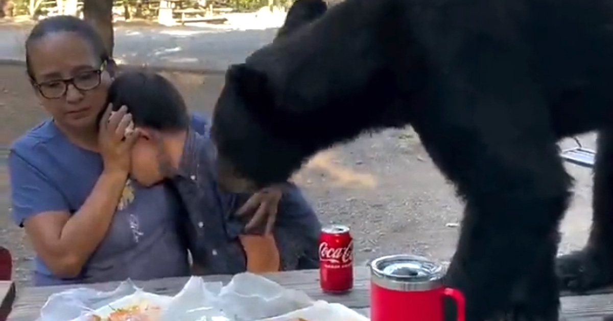 Un ours s’invite au pique-nique d’une famille et engloutit leurs tacos